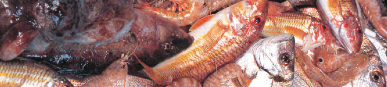 Selinunte - Pesce fresco
